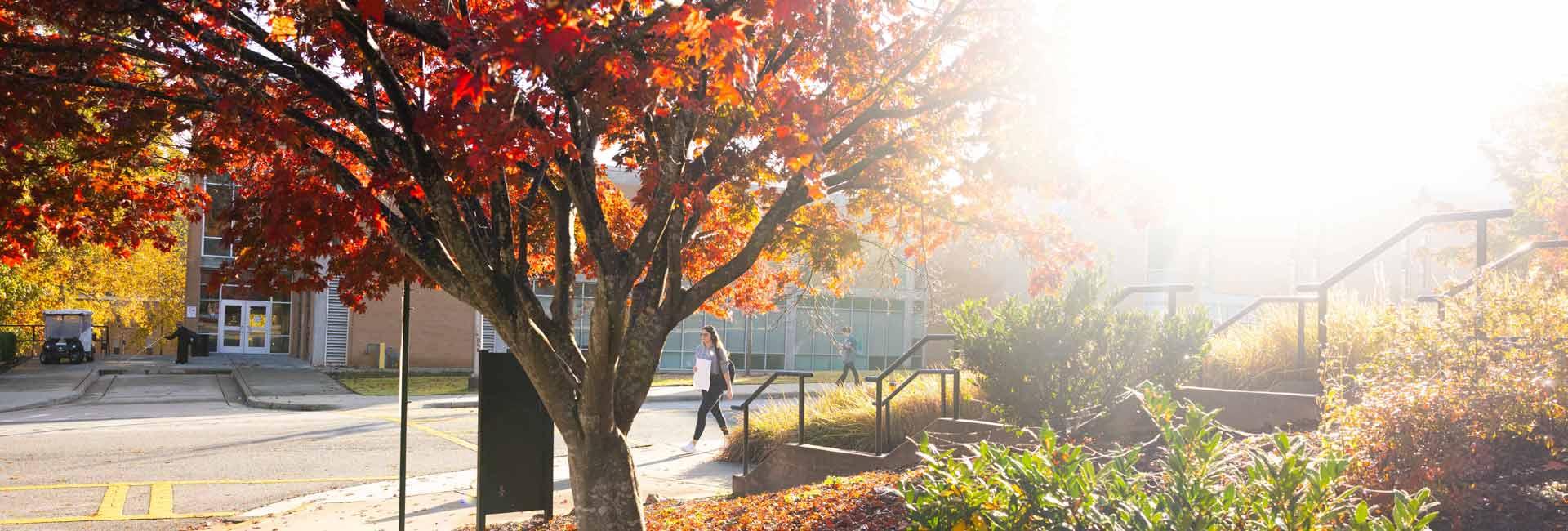 Ksu学生在秋季走过校园